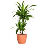 brussels rond wielen 35cm mild terra